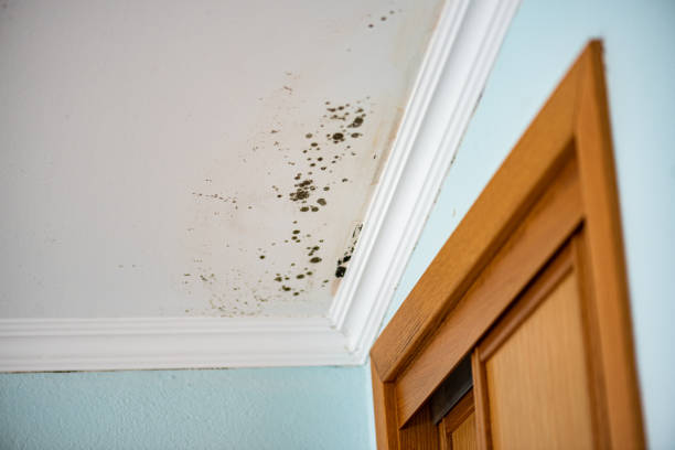 Best Bathroom Mold Remediation in Savannah, TN